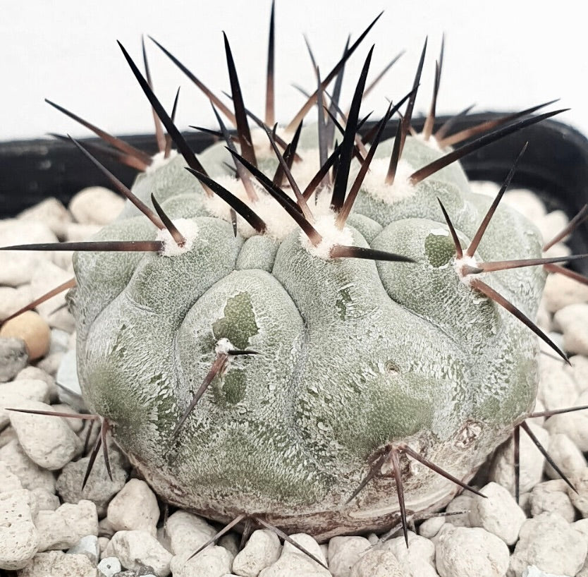 Copiapoa cinerea var. cinerea TALTAL 35