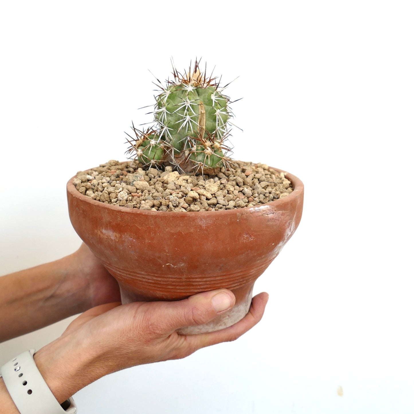 Copiapoa solaris