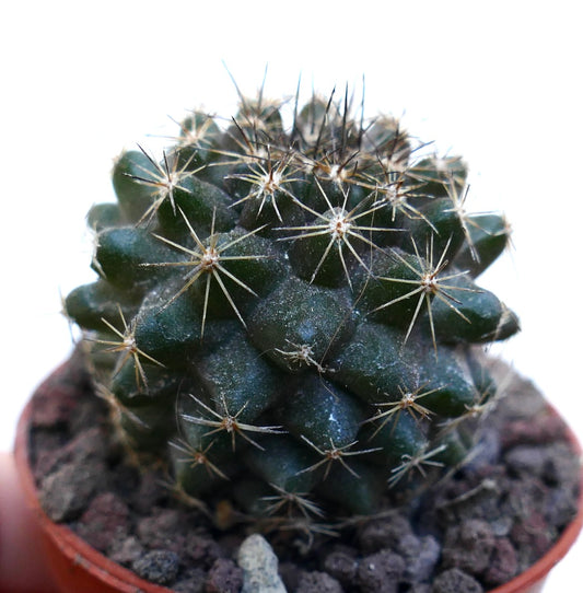 Copiapoa tenuissima WE323