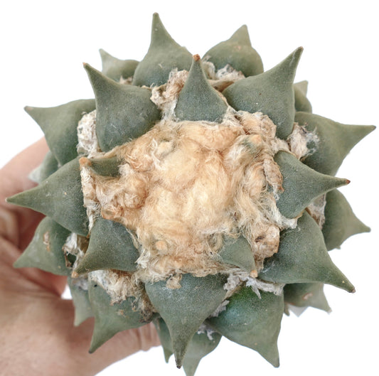 Ariocarpus furfuracereus SEEDS