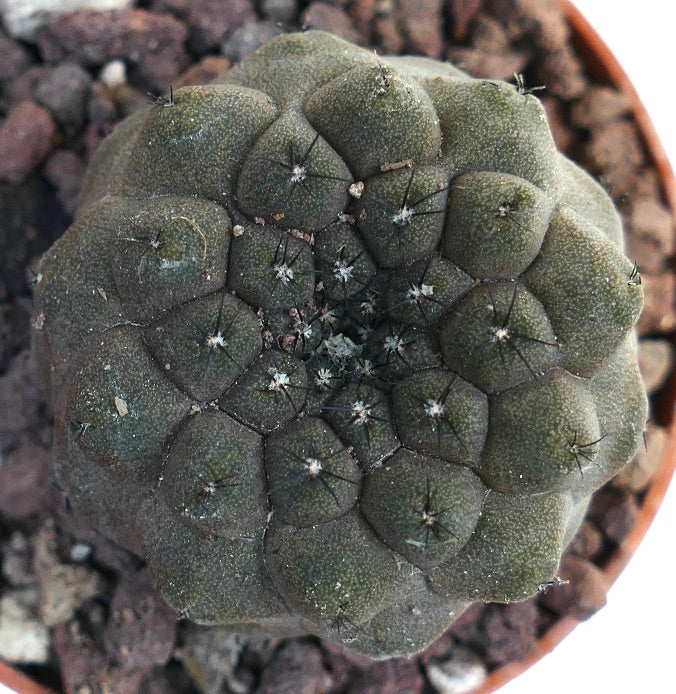 Copiapoa hypogaea 2QK24