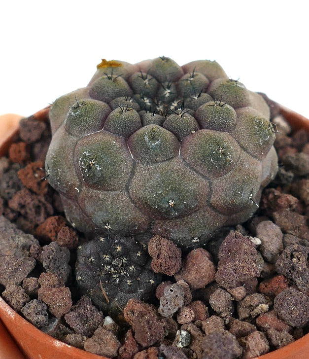 Copiapoa hypogaea JSM74