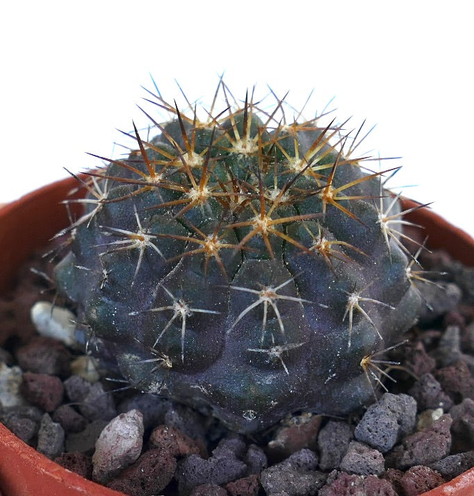 Copiapoa griseoviolacea X Copiapoa goldii AN7