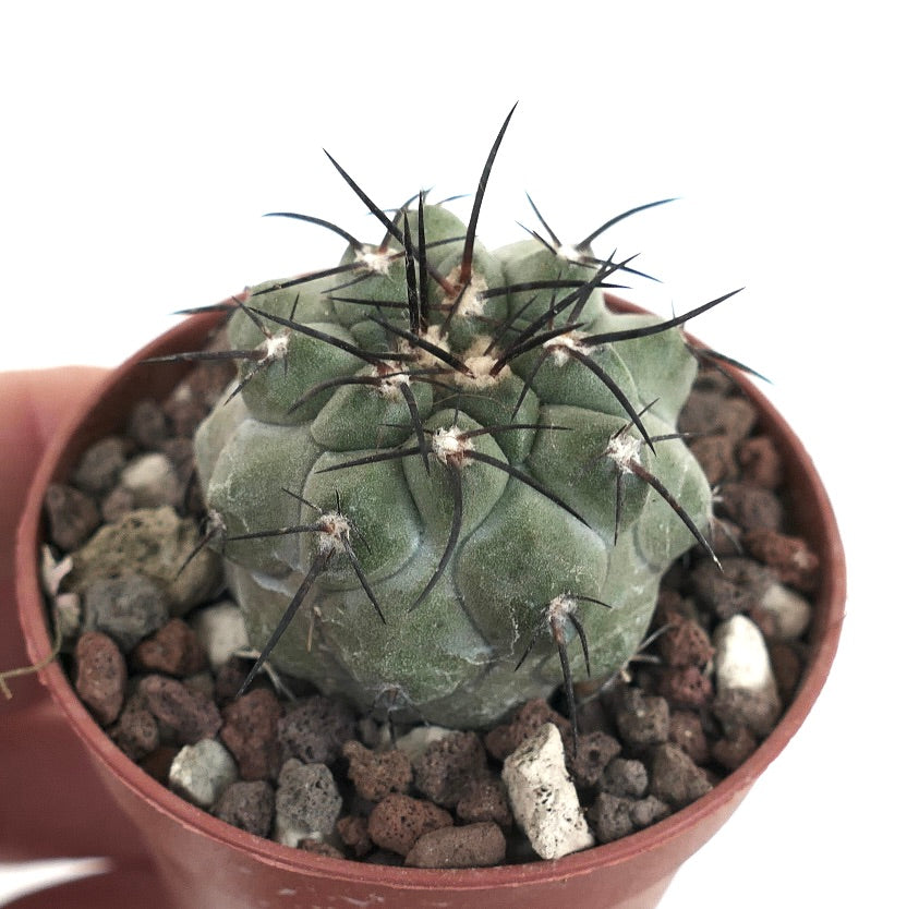 Copiapoa cinerea X atacamensis W7