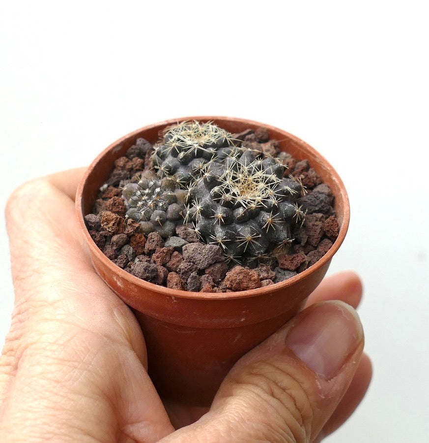 Copiapoa serpentisulcata (3 seedlings) JJ2