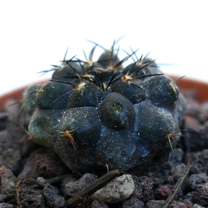 Copiapoa cinerea X griseoviolacea WE325