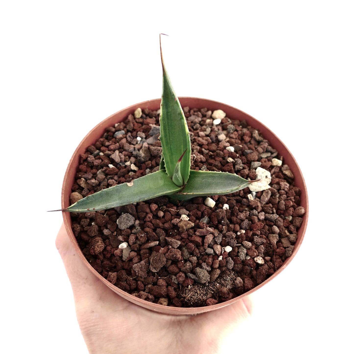 Agave asperrima subsp. potosiensis VARIEGATED 008