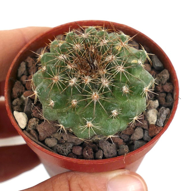 Copiapoa serpentisulcata LZ31