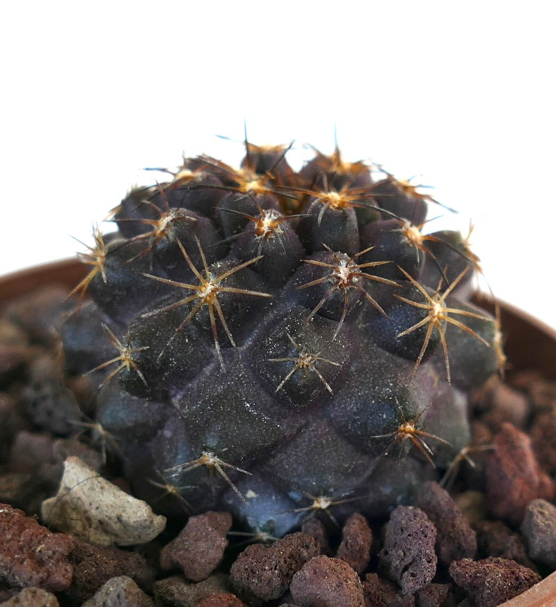 Copiapoa griseoviolacea X Copiapoa goldii 993