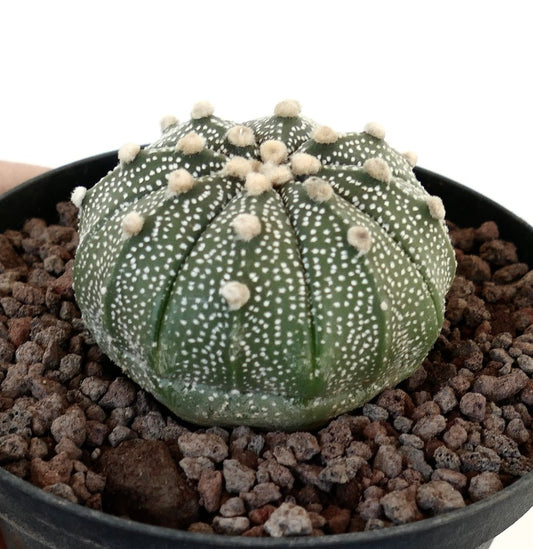 Astrophytum asterias VG8