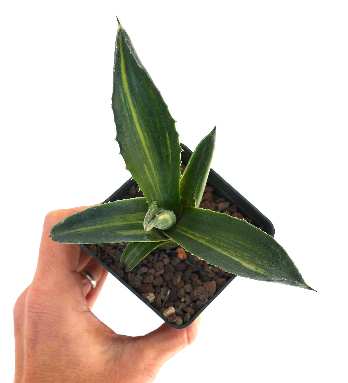 Agave americana STRIATA VARIEGATED 9A