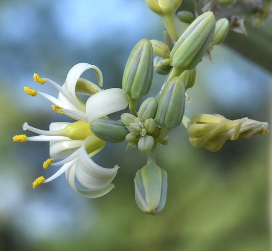 Hesperaloe funifera 10-15cm