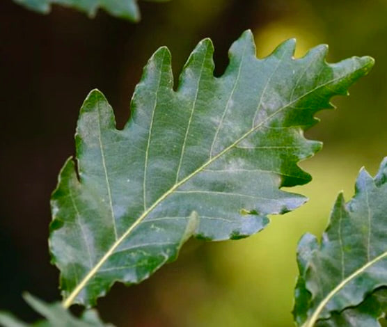 Quercus x streimii sin. Quercus pubescens x Quercus petraea 20-30cm