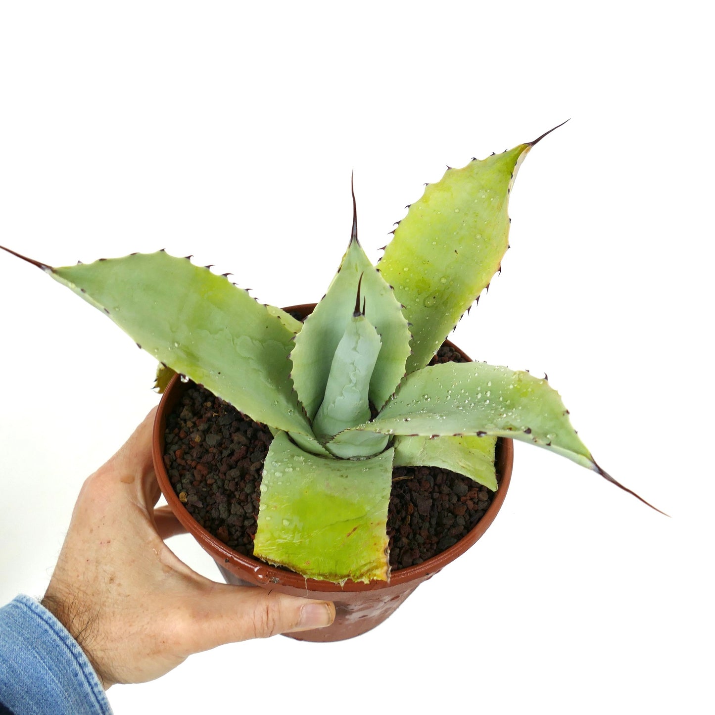 Agave f3 HYBRID (ovatifolia x weberi x eborispina) by Mr. Corsi W3-65