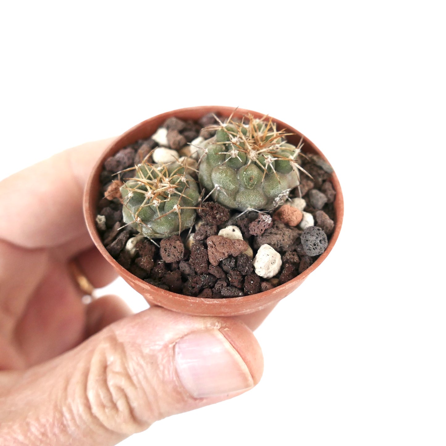 Copiapoa serpentisulcata (2 seedlings) K37