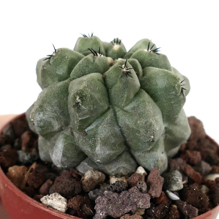 Copiapoa cinerea form KIKKO X Copiapoa hypogaea AM3