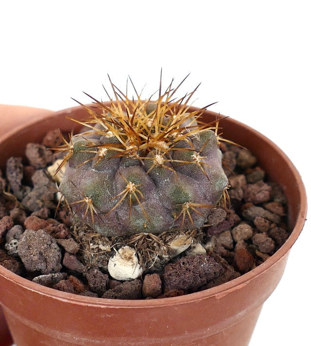 Copiapoa serpentisulcata X columna-alba C86