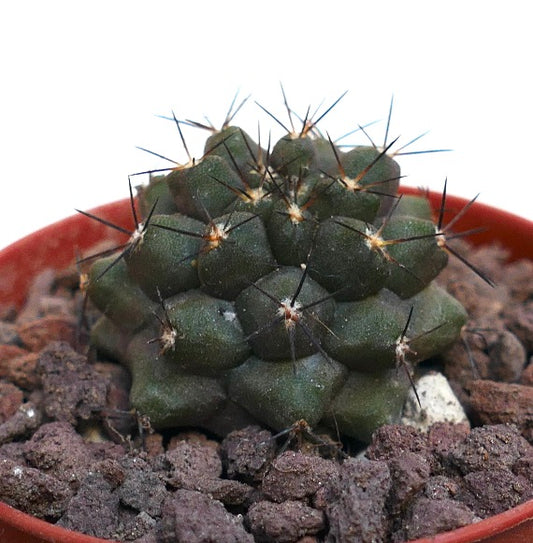 Copiapoa cinerea X humilis SAB42