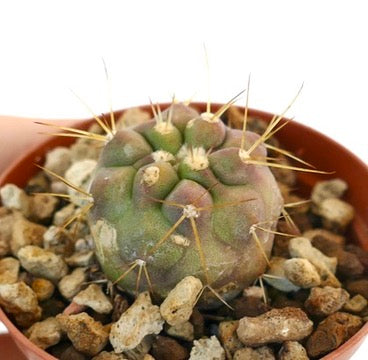 Copiapoa gigantea small round cactus with thick spines and greenish-purple body