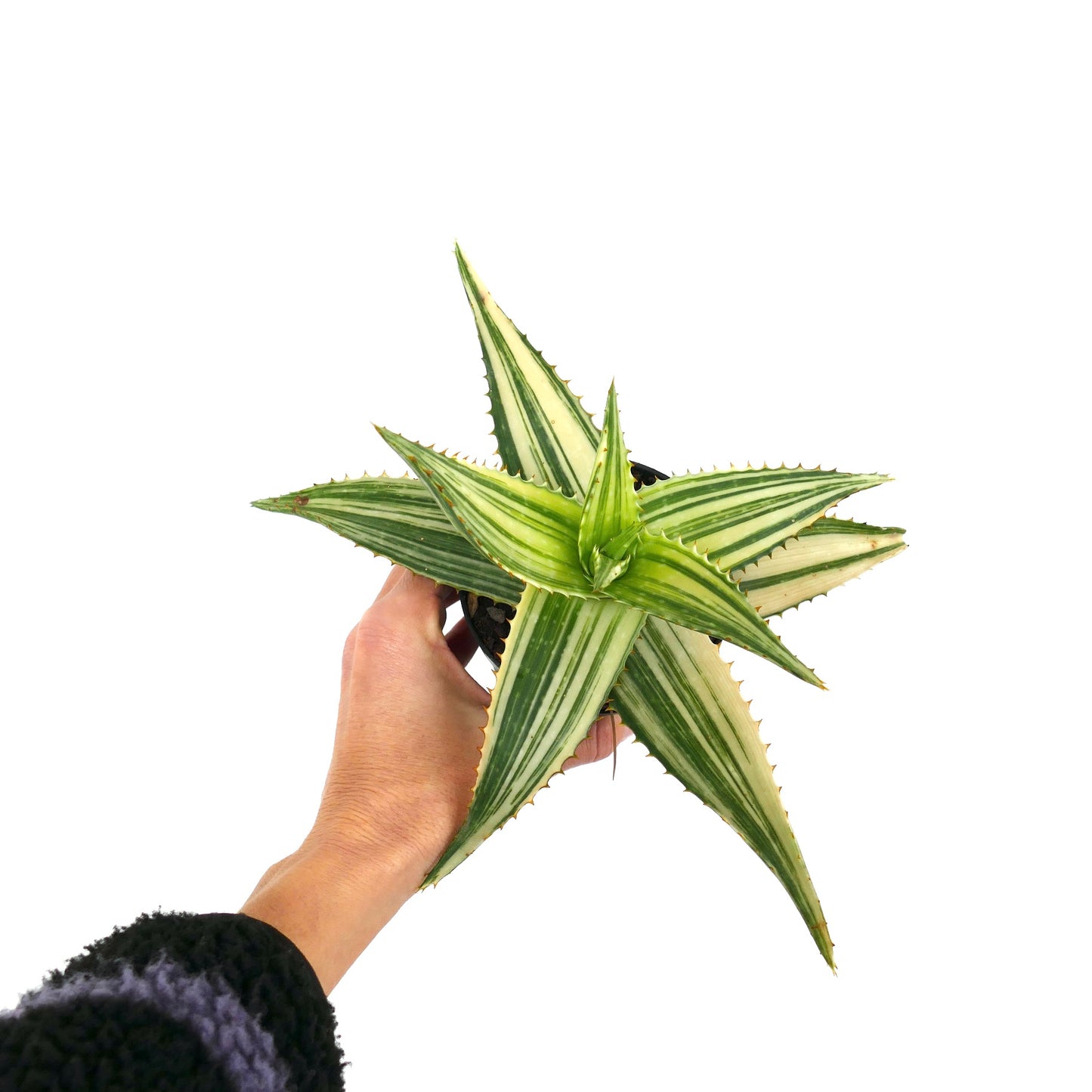 Aloe saponaria REVERSE VARIEGATED ZC31