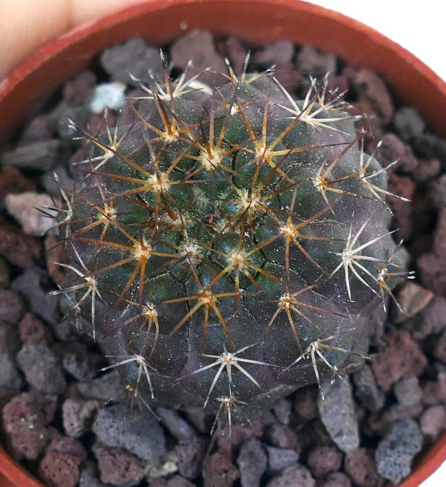 Copiapoa griseoviolacea X Copiapoa goldii AN7