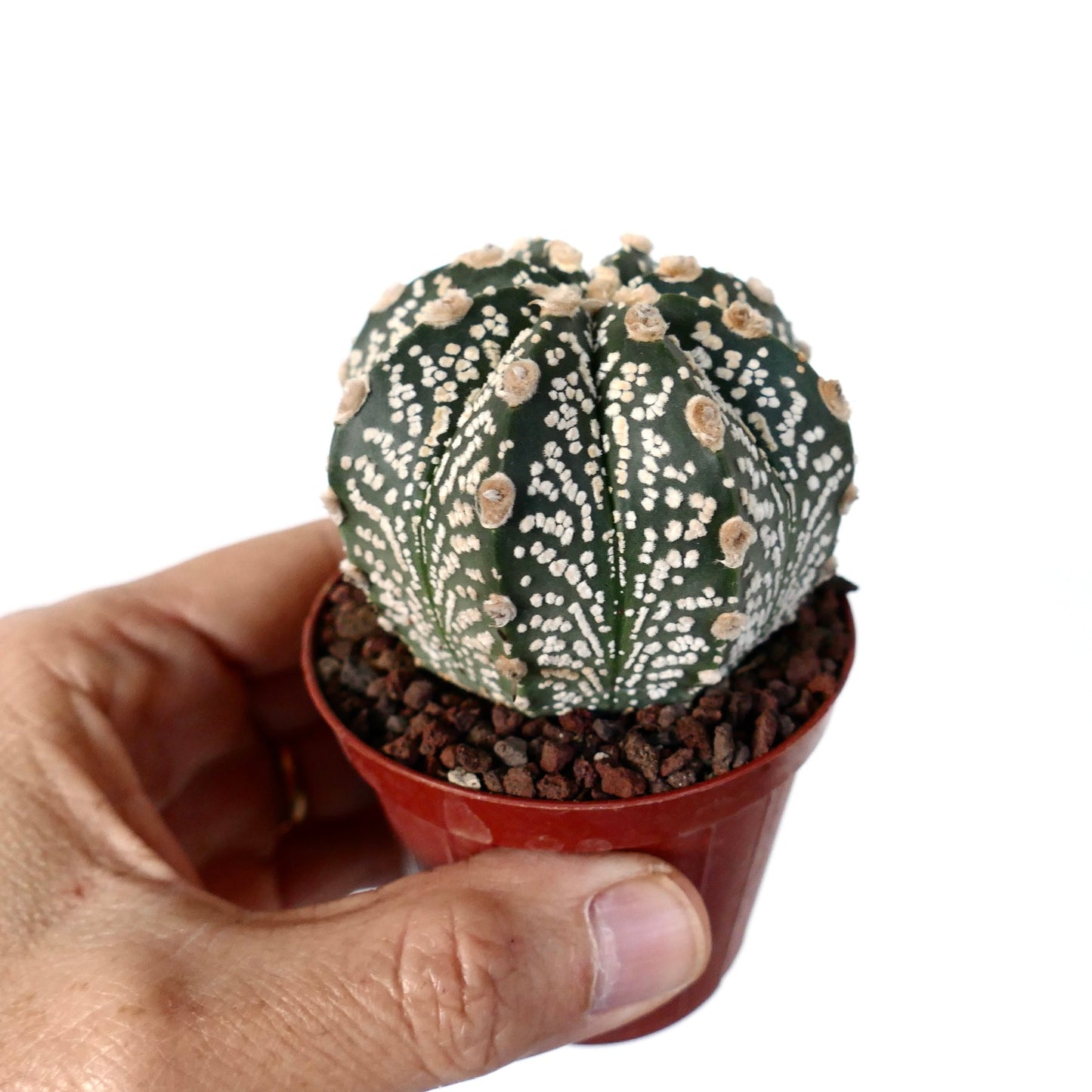 Astrophytum cv ONZUKA x SUPERKABUTO PL99