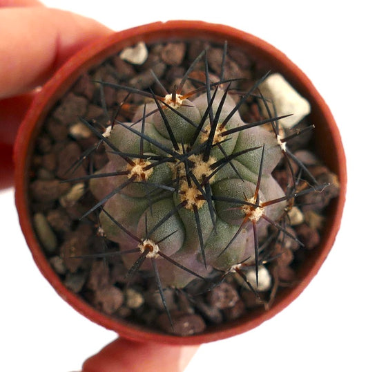 Copiapoa cinerea X griseoviolacea 1R2