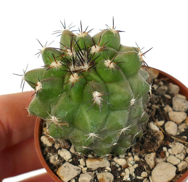 Copiapoa cinerea GREEN X cupreata A04