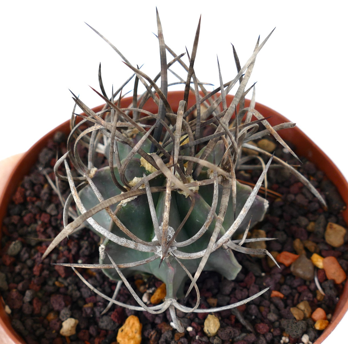 Astrophytum capricorne cv BUFFALO (syn. Taiho-gyoku) T4T