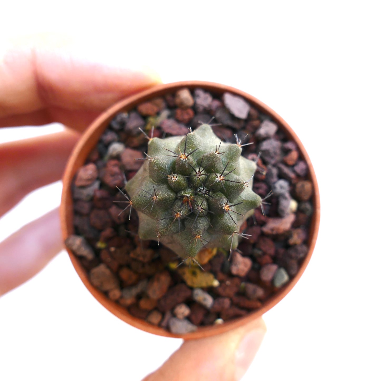 Copiapoa cinerea X atacamensis H9