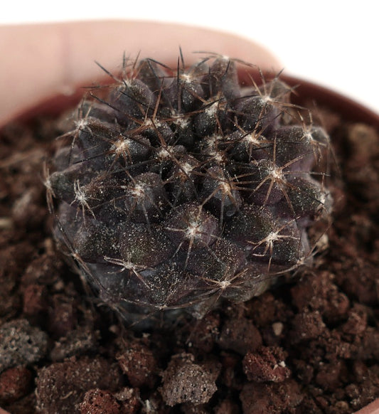 Copiapoa humilis DARK D12