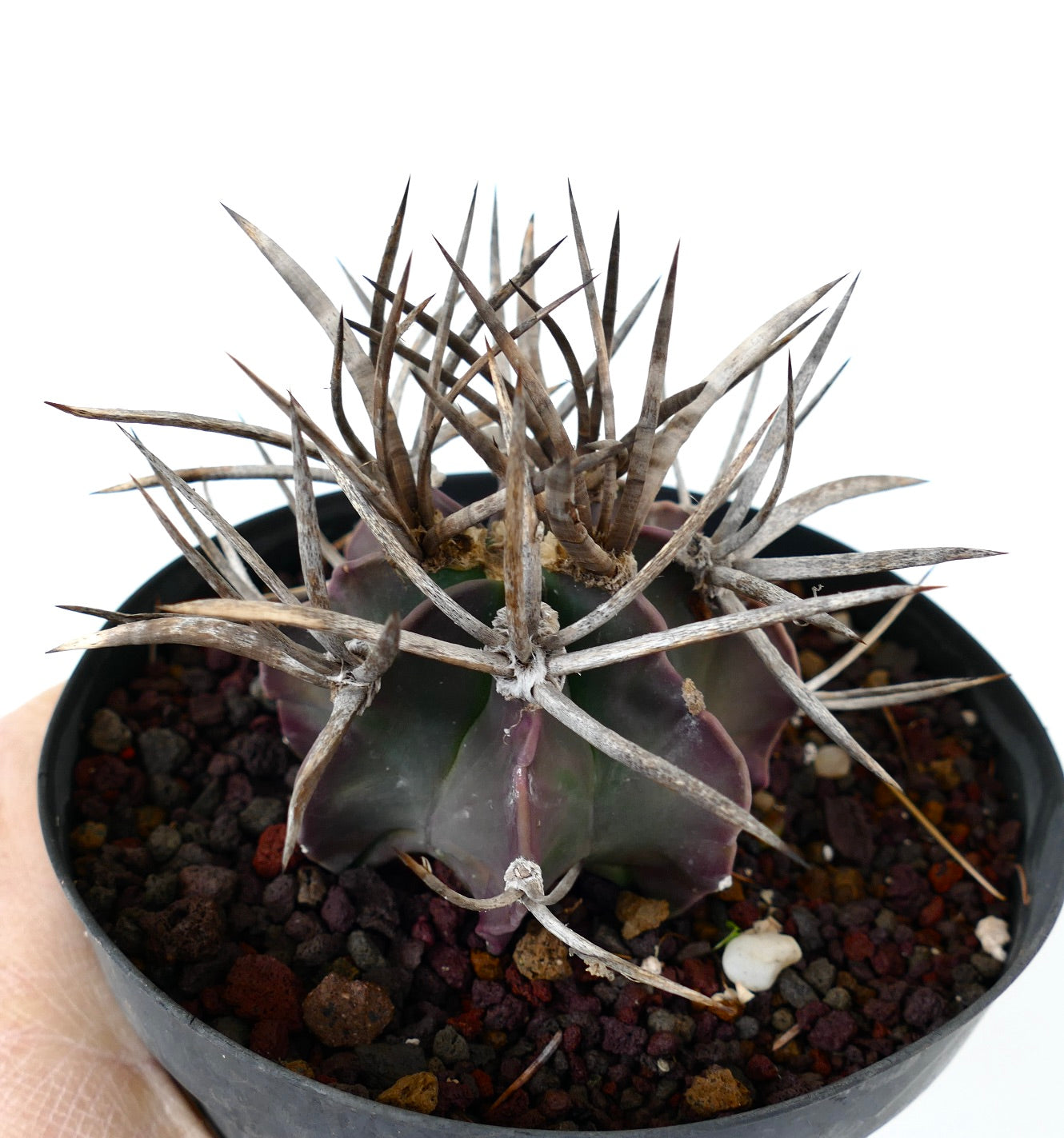 Astrophytum capricorne cv BUFFALO (syn. Taiho-gyoku) Y5