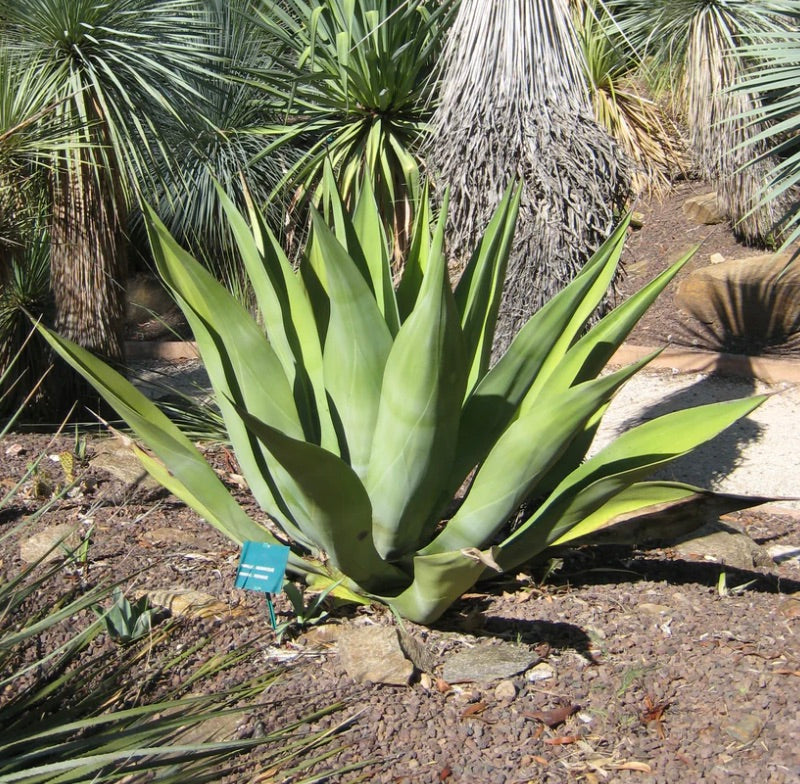 Agave weberi x americana 25-30cm