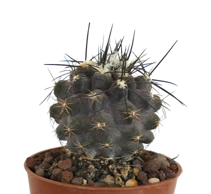 Copiapoa cinerea X atacamensis UA5