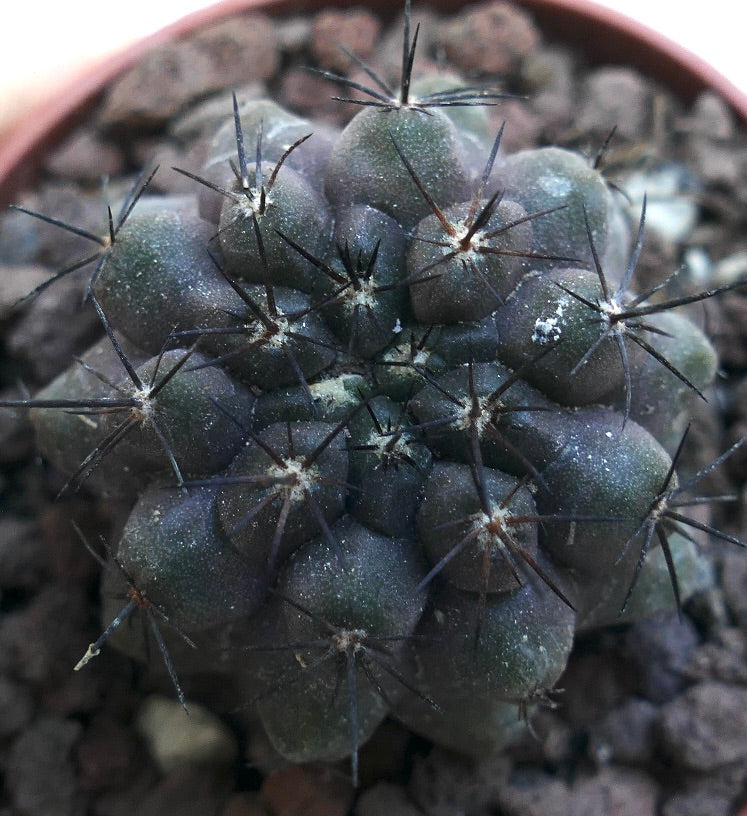 Copiapoa cinerea KIKKO X Copiapoa humilis NAP10