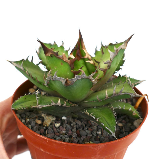 Agave titanota COMPACT (Oaxaca) 25