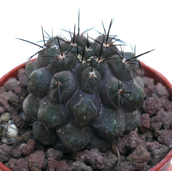 Copiapoa cinerea KIKKO X Copiapoa humilis NAP10