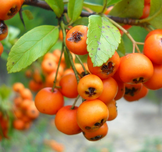 Pyracantha nana cv NAVAJO 20-50cm