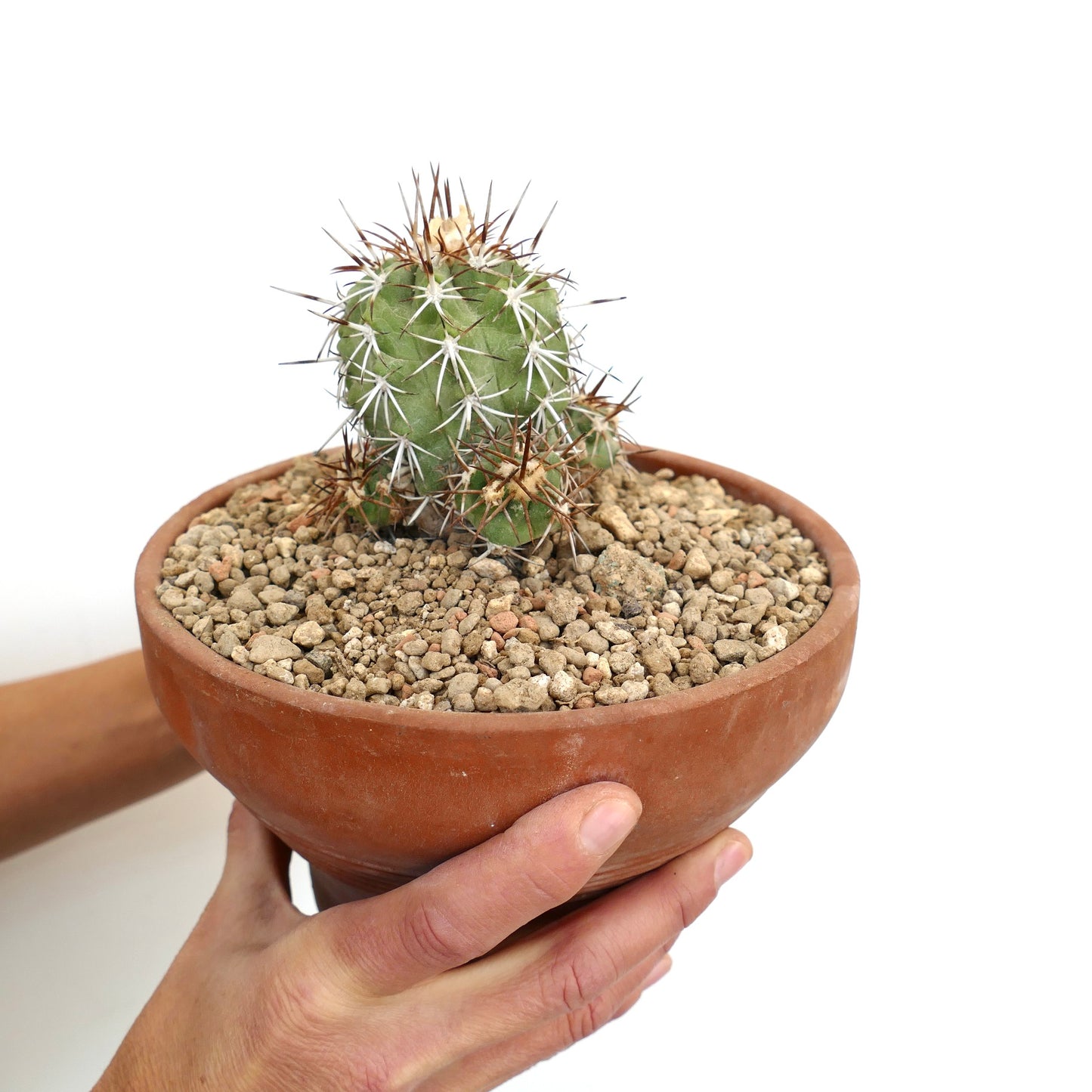 Copiapoa solaris