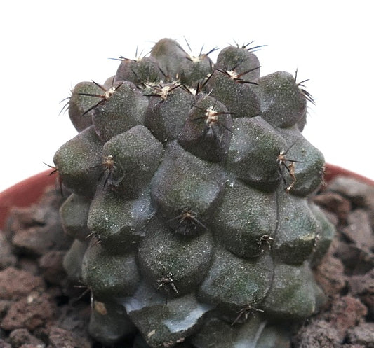 Copiapoa cinerea KIKKO GREY X Copiapoa hypogaea SAB5