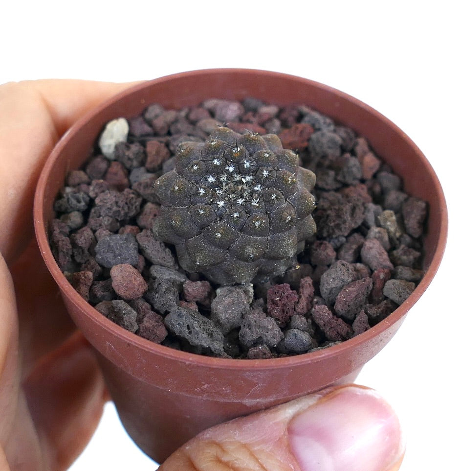 Copiapoa hypogaea USP63