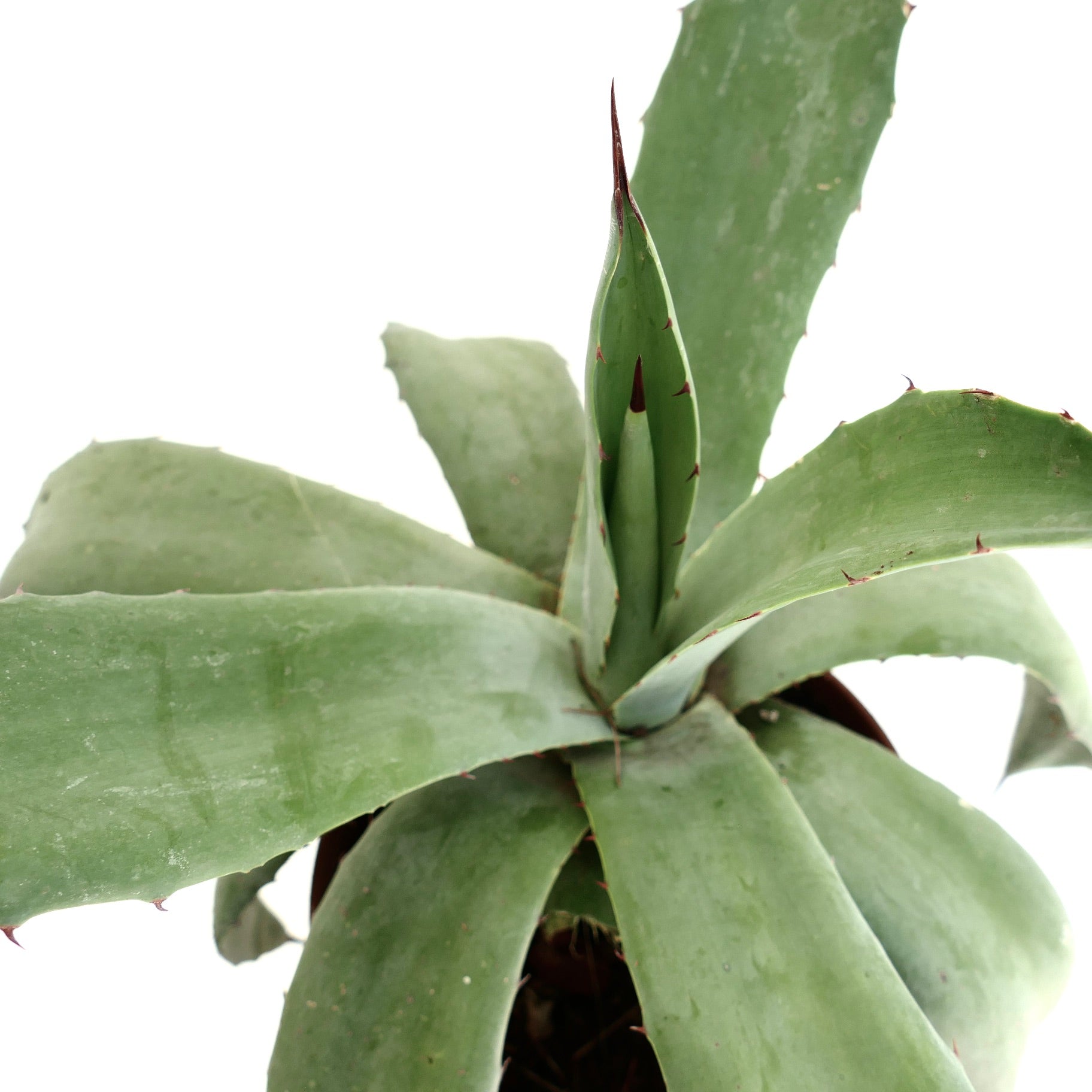 Agave americana x weberi succulent with broad green leaves and reddish spines along edges