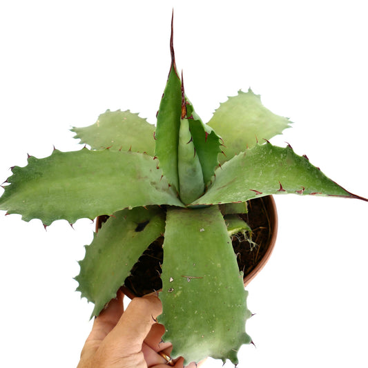 Agave marmorata x americana x bovicornuta succulent with broad green leaves and sharp reddish spines