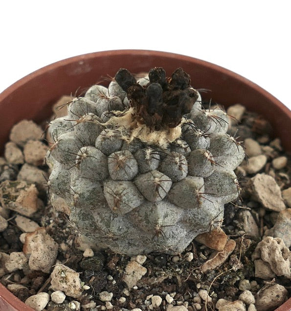 Copiapoa hypogaea GREY X Copiapoa humilis 15RR