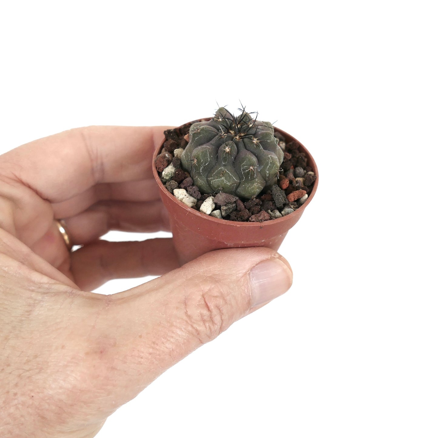 Copiapoa cinerea GREY X hypogaea 88CX