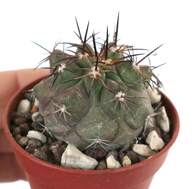 Copiapoa cinerea X Copiapoa serpentisulcata K8K