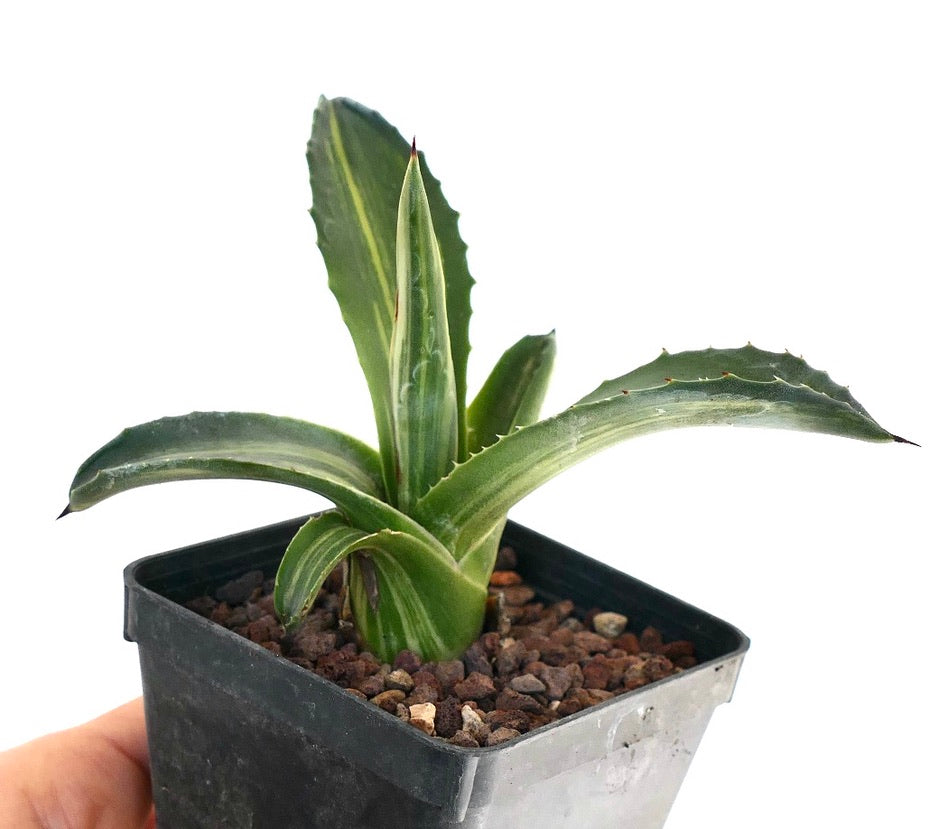 Agave americana STRIATA VARIEGATA 9A