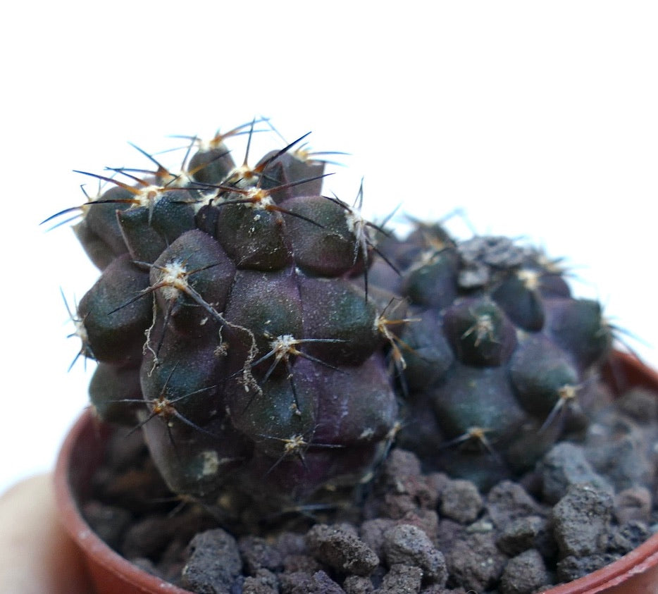 Copiapoa cinerea X griseoviolacea WE314