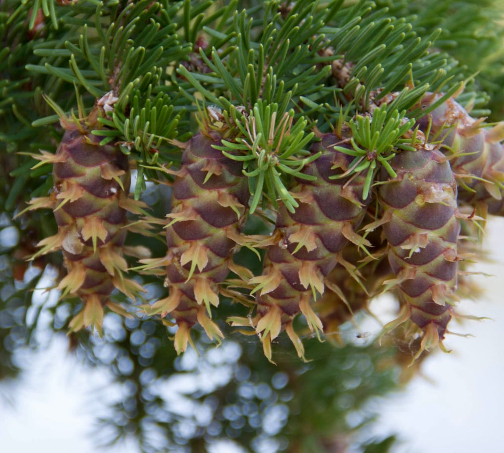 Pseudotsuga menziesii