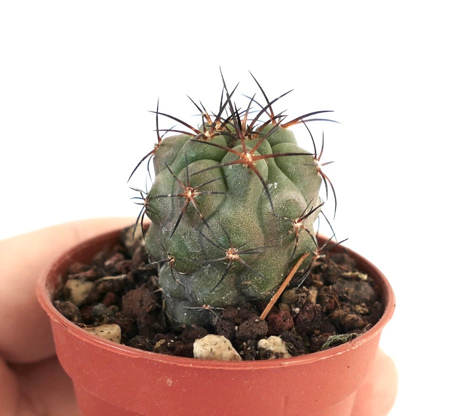 Copiapoa solaris X bridgesii 11P